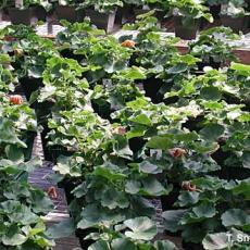 Soluble salt and ammonium injury - wilted leaves "flagging" on geraniums