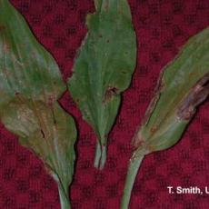 Alternaria Leaf Spot on Hosta