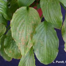 Hosta Virus X (HVX)