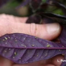 Hover Flies - Larvae