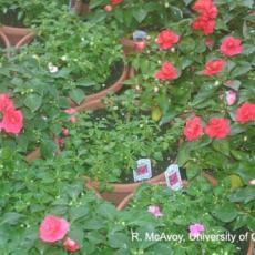 Plant Growth Regulators - Overdose on Impatiens