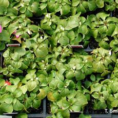 Heat injury on impatiens