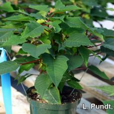 Poinsettia Indicator Plant