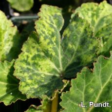 Impatiens Necrotic Spot Virus (INSV) - Begonia