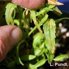 Impatiens Necrotic Spot Virus (INSV) - Nemesia