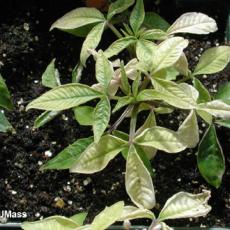 Iron deficiency on cleome