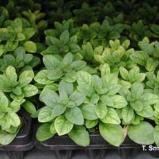 Iron deficiency on petunia