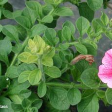 Iron deficiency on petunia