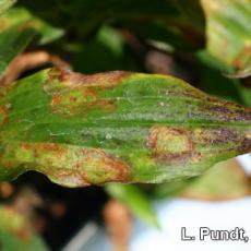 Impatiens Necrotic Spot Virus (INSV) – Toad lily