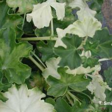 Heat injury (or hot air injury) on ivy geranium