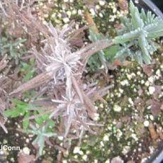 Lavender - Phytophthora root rot