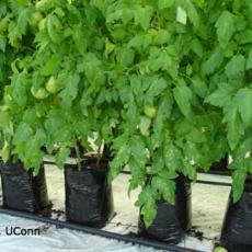 Leaf Mold (Fulvia fulva) on Greenhouse Tomato