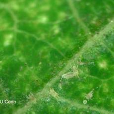 Mites – Lewis mites on poinsettia