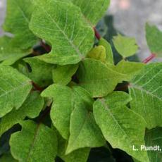 Mites – Lewis mites on poinsettia