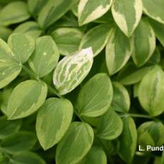 Leafminer – feeding injury by larvae on Jacobs ladder (Polemonium)