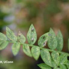 Leafminer – Adults on Jacobs ladder (Polemonium)