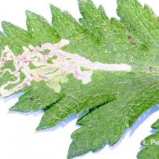 Leafminer – feeding injury by larva (leaf mines) on poppy (Papaver)