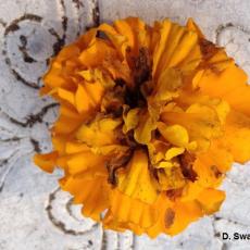 Marigold flower damaged by sunflower moth caterpillar