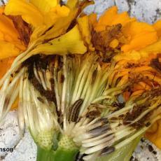 Dissected marigold flower showing sunflower moth larva