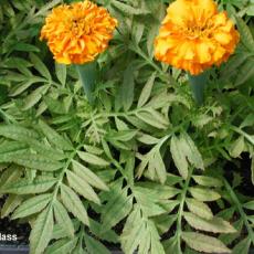 Iron toxicity on marigold