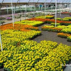 Plant Growth Regulators - Bedding Plants