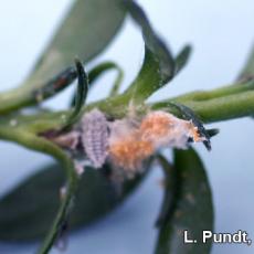 Mealybug