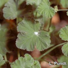 Mealybug on Scented geranium