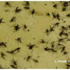 Fungus gnat parasites on sticky card