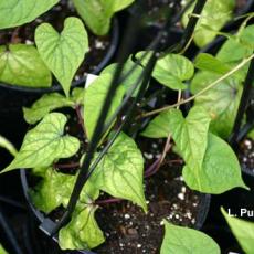 Mites – Two-spotted spider mites feeding injury on moonflower (Ipomoea alba)