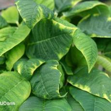 Molybdenum deficiency on poinsettia