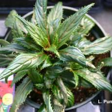 New Guinea Impatiens - Twisted leaves