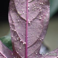 Ipomoea 'Blackie' - Intumescence