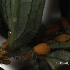 Oleander aphid