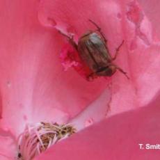 Oriental Beetle on Rose