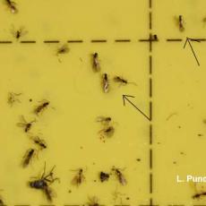 Parasitic Wasp of Fungus Gnats - Synacra pauperi