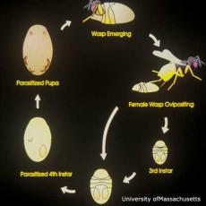 Parasitic Wasp Life Cycle