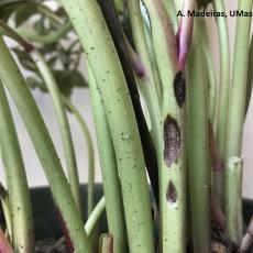 Peony anthracnose stem lesions