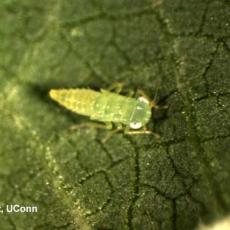 Potato Leafhopper Nymph