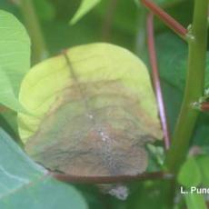 Botrytis - poinsettia