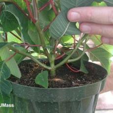 Lateral stem breakage on poinsettia