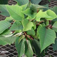 Lateral stem breakage on poinsettia