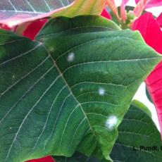 Powdery mildew on poinsettia