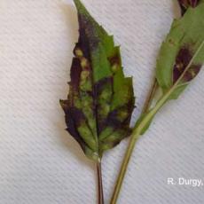 Rudbeckia psyllid feeding injury on rudbeckia