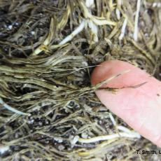 Close-up of the root system.