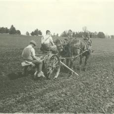 Two men planting potatoes 