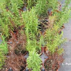 Rosemary - Phytophthora root rot