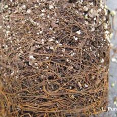 Rosemary - Phytophthora root rot