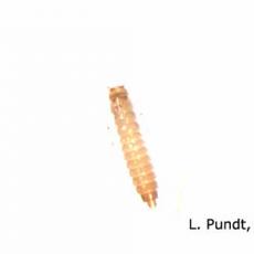 Rove Beetle Larva