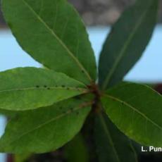 Scale on Bay Plant