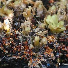 Sclerotium crown rot - Hosta